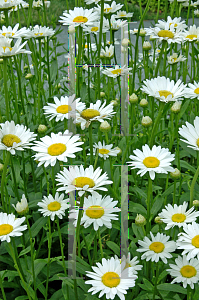 Picture of Leucanthemum x superbum 'Becky'