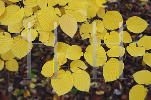 Picture of Corylopsis pauciflora 