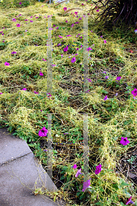 Picture of Cuscuta campestris 