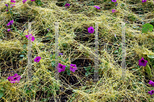 Picture of Cuscuta campestris 