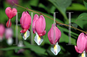 Picture of Lamprocapnos spectabilis 