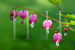 Picture of Lamprocapnos spectabilis 