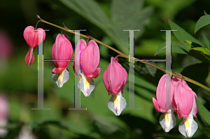 Picture of Lamprocapnos spectabilis 