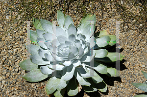 Picture of Dudleya brittonii 