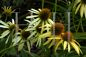 Picture of Echinacea  'Mango Meadowbrite'