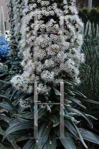 Picture of Echium simplex 