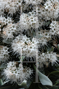 Picture of Echium simplex 