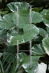 Picture of Farfugium japonicum 'Argenteum'