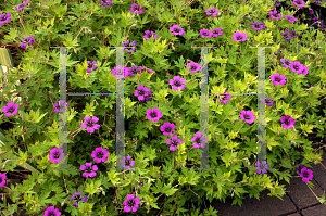 Picture of Geranium  'Anne Thomson'