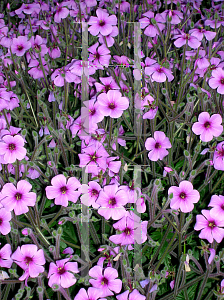 Picture of Geranium maderense 