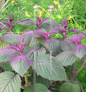 Picture of Gynura aurantiaca 