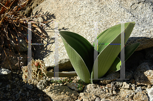 Picture of Haemanthus coccineus 