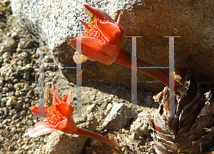 Picture of Haemanthus coccineus 