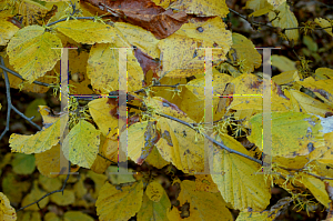 Picture of Hamamelis virginiana 
