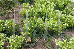 Picture of Helleborus foetidus 