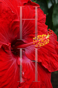 Picture of Hibiscus rosa-sinensis 'Kiss and Tell'