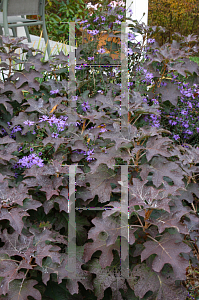 Picture of Hydrangea quercifolia 