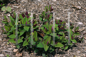 Picture of Hypericum androsaemum 'Albury Purple'