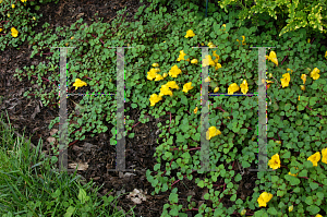 Picture of Impatiens repens 