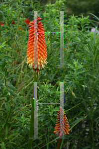 Picture of Kniphofia  'Alcazar'