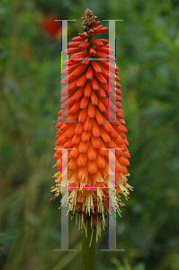 Picture of Kniphofia  'Alcazar'