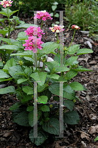 Picture of Lantana camara 'Bandana Rose Bante Rossa'