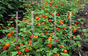 Picture of Lantana camara 'Luscious Citrus Blend'