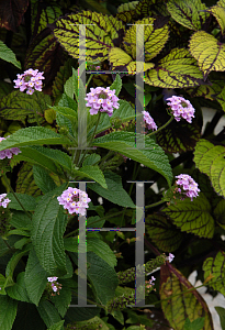 Picture of Lantana trifolia 