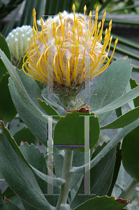 Picture of Leucospermum  'Veldfire'