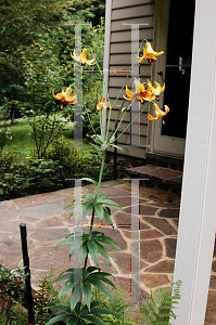 Picture of Lilium canadense 