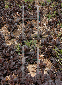 Picture of Lysimachia ciliata 'Purpurea'