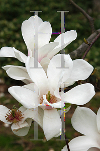 Picture of Magnolia x soulangiana 'Alba'