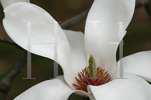 Picture of Magnolia x soulangiana 'Alba'