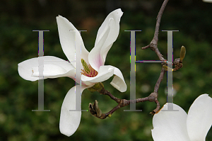 Picture of Magnolia x soulangiana 'Alba'