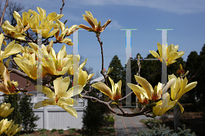 Picture of Magnolia x 'Yellow Lantern'