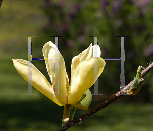 Picture of Magnolia x 'Golden Gift'