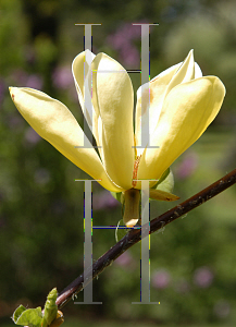 Picture of Magnolia x 'Golden Gift'