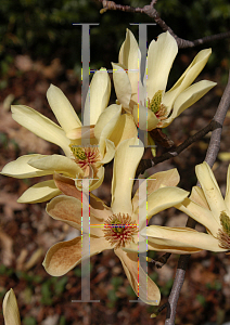 Picture of Magnolia x 'Yellow Lantern'