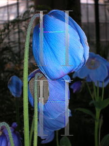 Picture of Meconopsis betonicifolia 