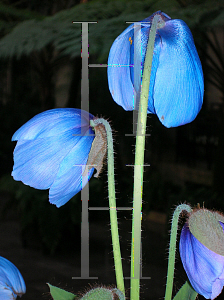 Picture of Meconopsis betonicifolia 