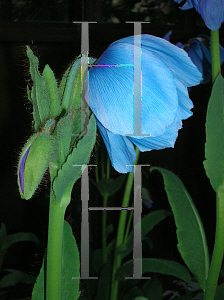 Picture of Meconopsis betonicifolia 