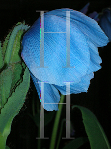 Picture of Meconopsis betonicifolia 