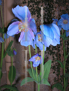 Picture of Meconopsis betonicifolia 