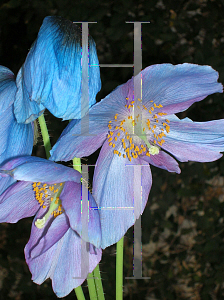 Picture of Meconopsis betonicifolia 