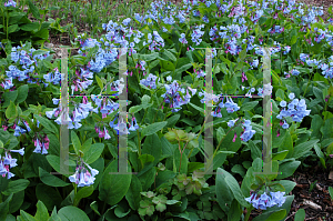 Picture of Mertensia virginica 