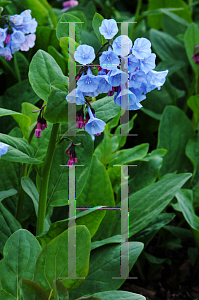 Picture of Mertensia virginica 