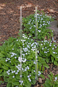 Picture of Omphalodes verna 'Alba'