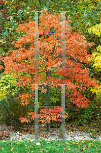 Picture of Oxydendrum arboreum 