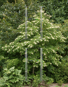 Picture of Oxydendrum arboreum 