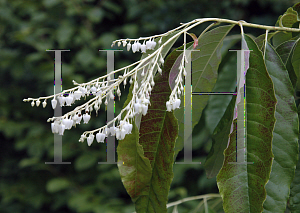 Picture of Oxydendrum arboreum 